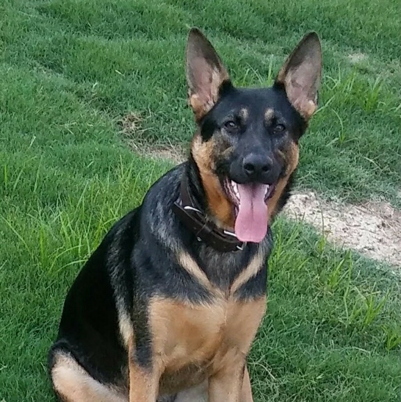 Meet your Posher, Joey - Picture 1 of 8